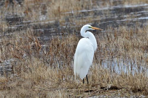 Great_Egret_at_Bill_Forward_Pool_-_Susan_Balser